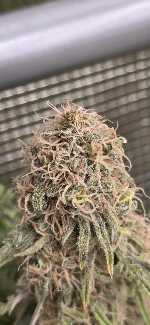 freaky fruits. Week 7