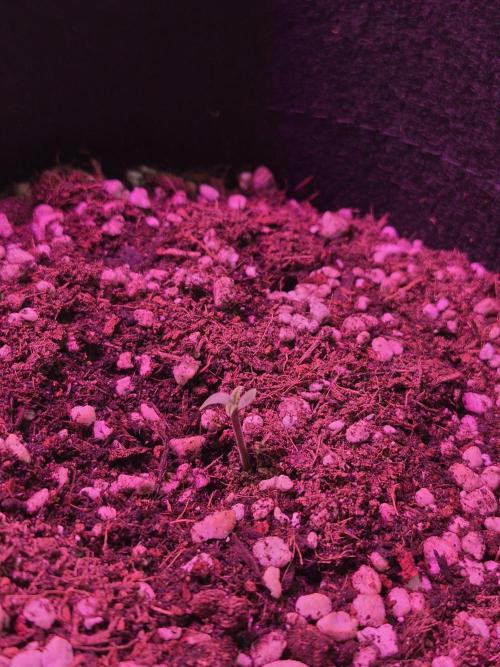First Grow. Week 1