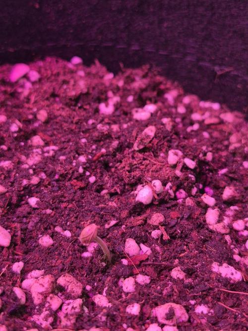 First Grow. Week 1