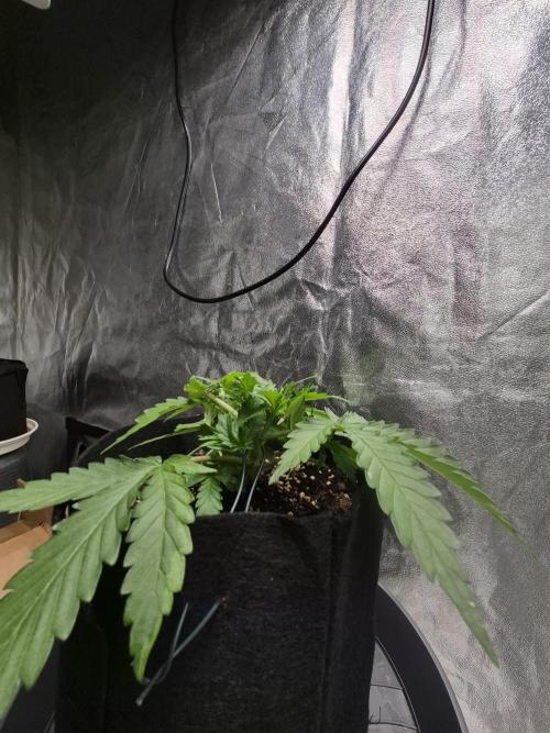 First Grow. Week 3