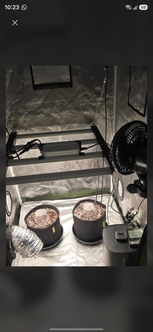 Skywalker Haze Auto - Coco Autopot. Week 0