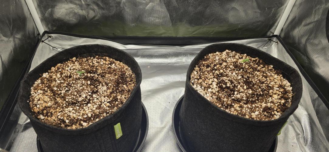 Tent. Week 0