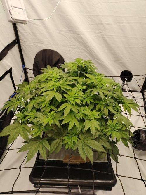 Varidrive 3. Week 5