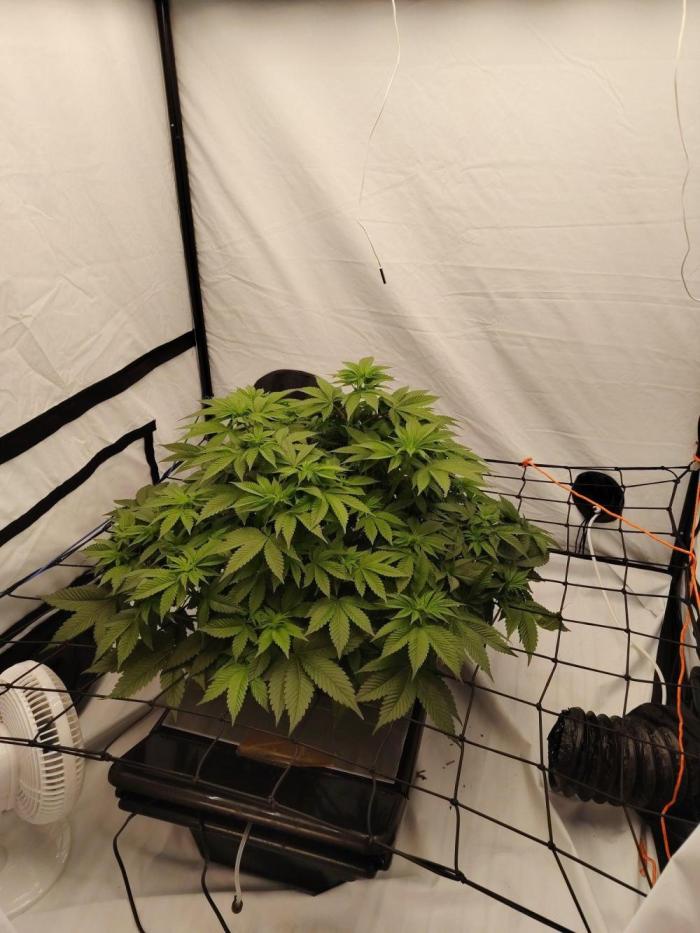 Blue gelato 41 Barney's farm. Week 1
