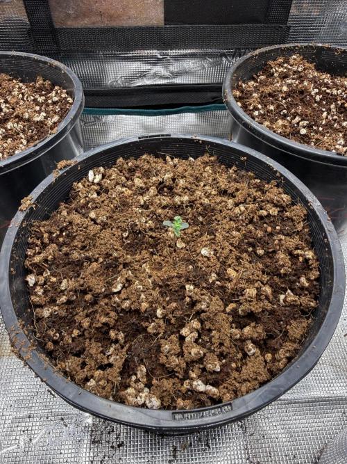 Jack & Bruce autos. Week 0