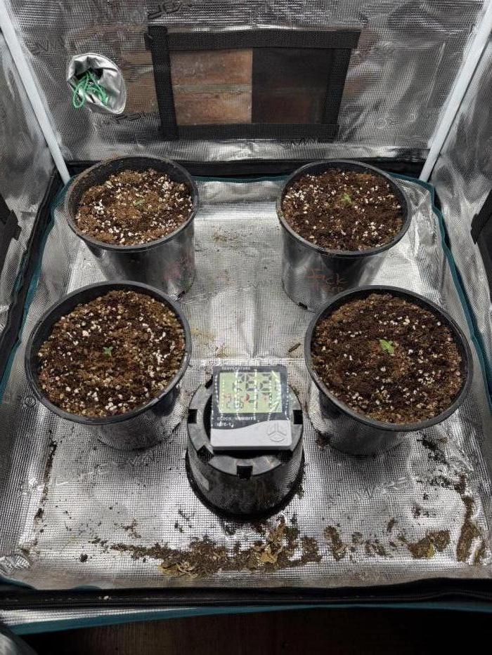 Jack & Bruce autos. Week 1
