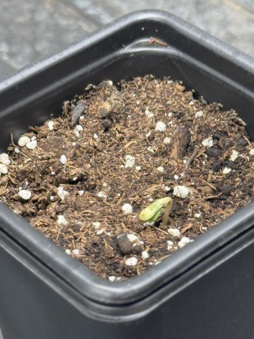 Nooby Cheese Auto. Week 0