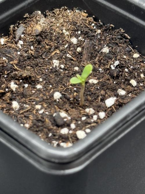 Nooby Cheese Auto. Week 0