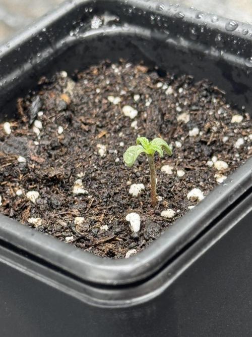 Nooby Cheese Auto. Week 0