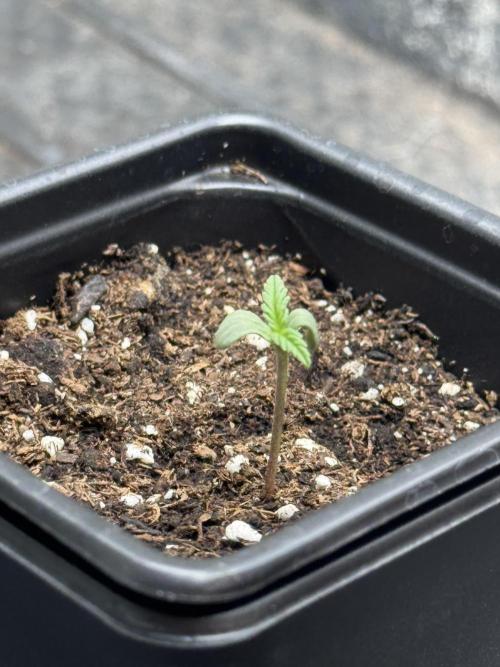Nooby Cheese Auto. Week 0