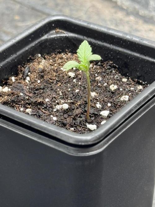 Nooby Cheese Auto. Week 0