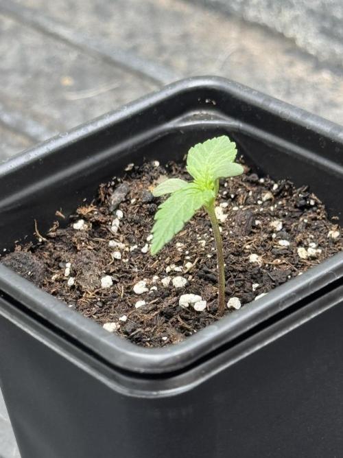 Nooby Cheese Auto. Week 0