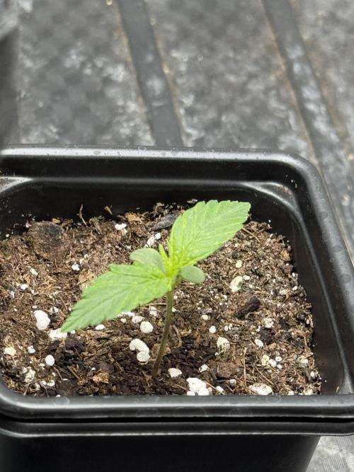 Nooby Cheese Auto. Week 0