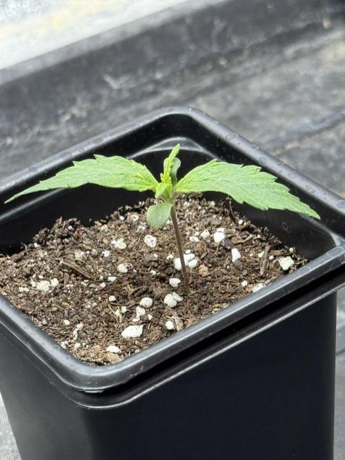 Nooby Cheese Auto. Week 0