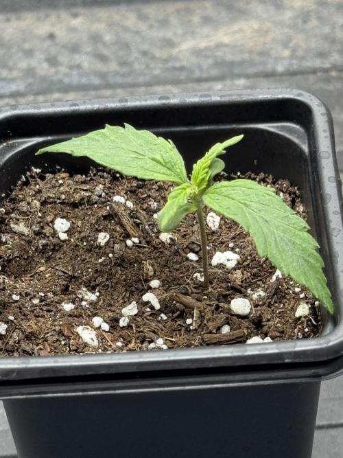 Nooby Cheese Auto. Week 0