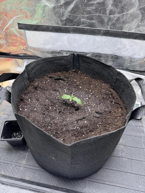 Nooby Cheese Auto. Week 0
