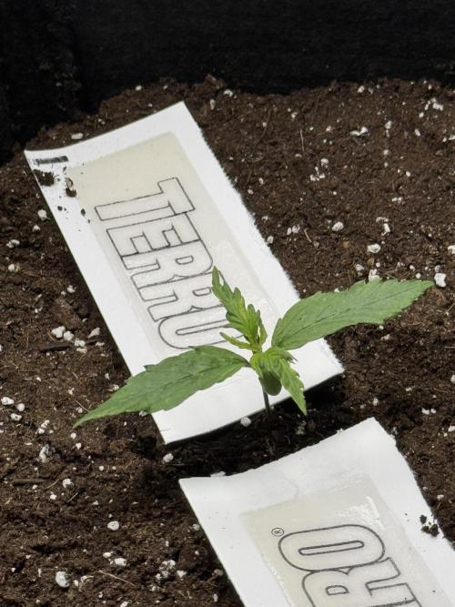 Nooby Cheese Auto. Week 1 - 09/14/26