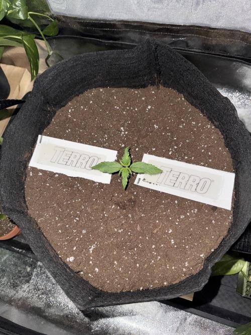 Nooby Cheese Auto. Week 1