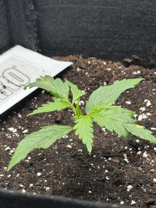 Nooby Cheese Auto. Week 1