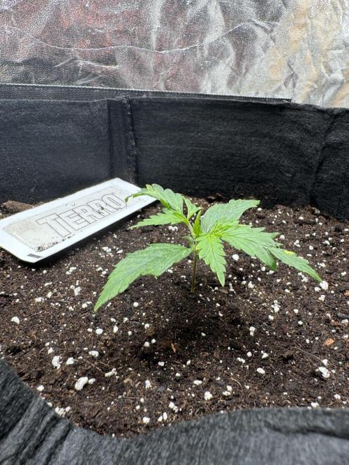 Nooby Cheese Auto. Week 1