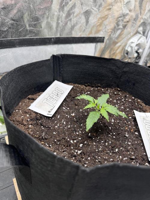 Nooby Cheese Auto. Week 1