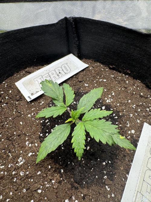 Nooby Cheese Auto. Week 2