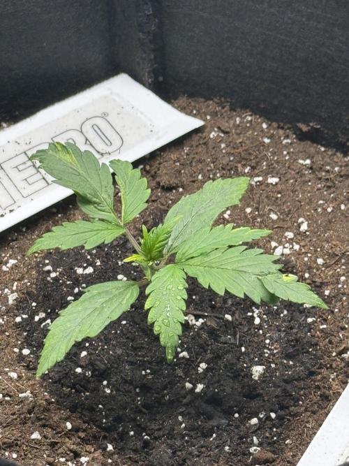 Nooby Cheese Auto. Week 2