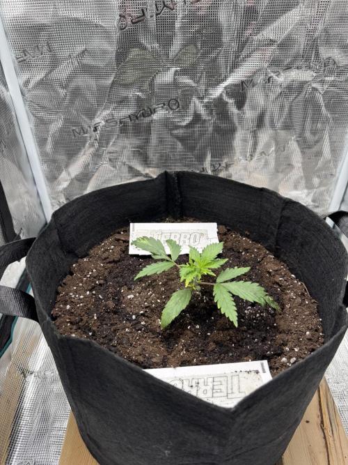 Nooby Cheese Auto. Week 2