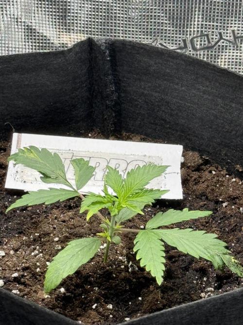 Nooby Cheese Auto. Week 2