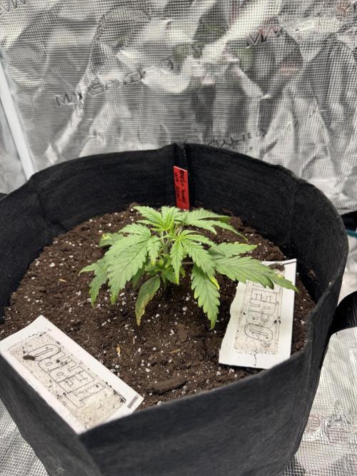 Nooby Cheese Auto. Week 2