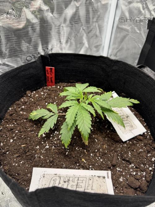 Nooby Cheese Auto. Week 2