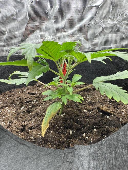 Cheese Auto. Week 2