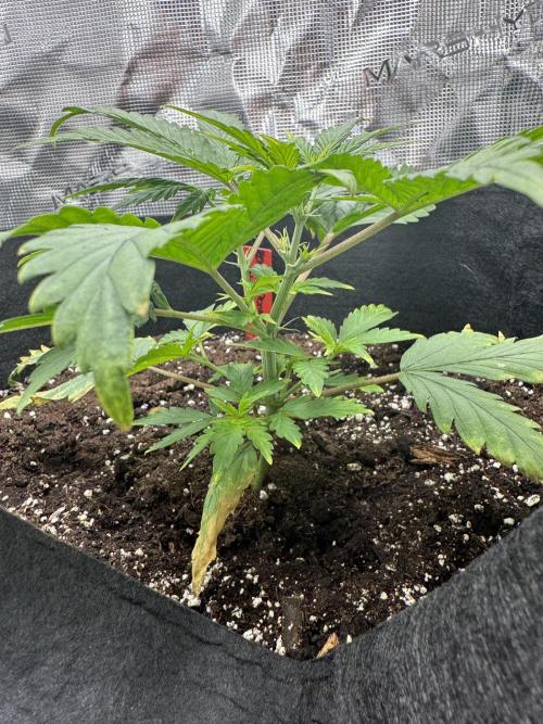 Nooby Cheese Auto. Week 3
