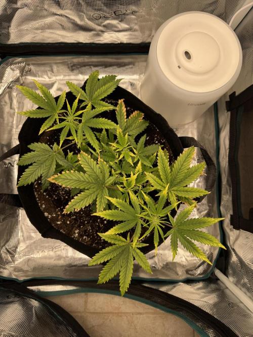 Nooby Cheese Auto. Week 4