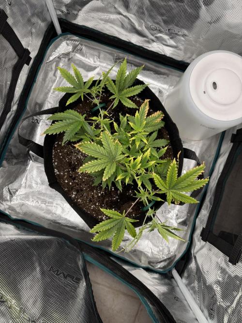 Cheese Auto. Week 4