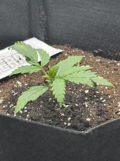 Nooby Cheese Auto. Week 2
