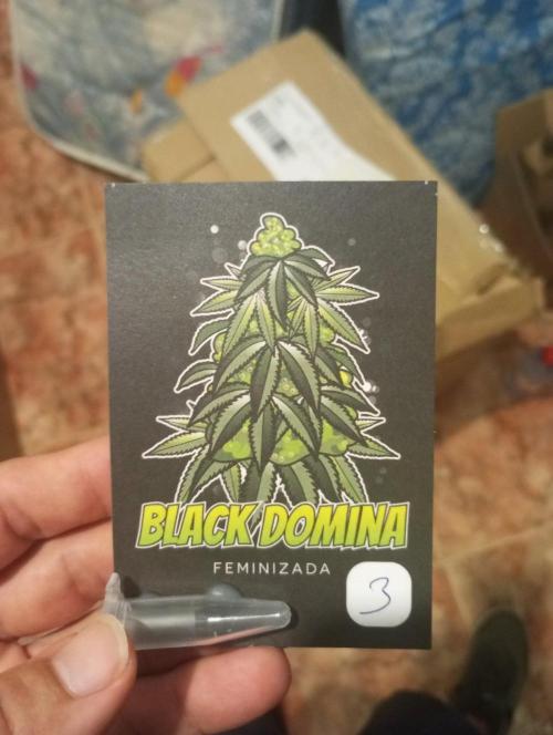 3 black domina feminizada. Week 0 - 24 de mayo del 2026