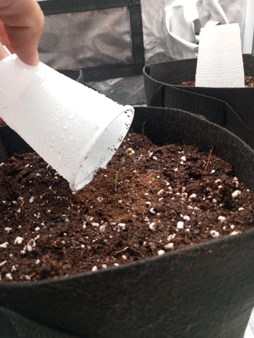 3 black domina feminizada. Week 1