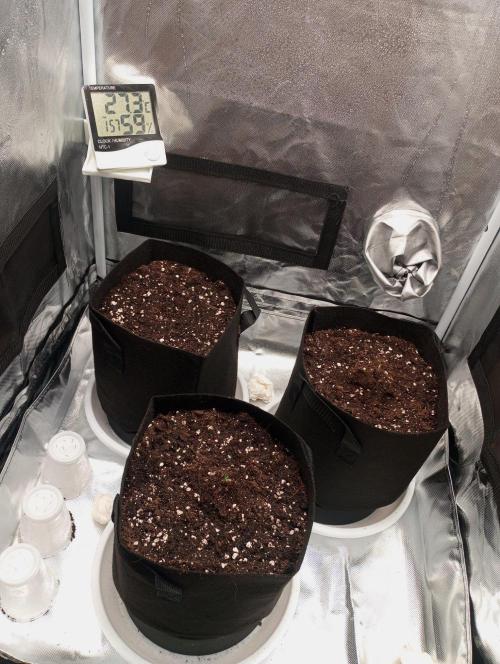 3 black domina feminizada. Week 1