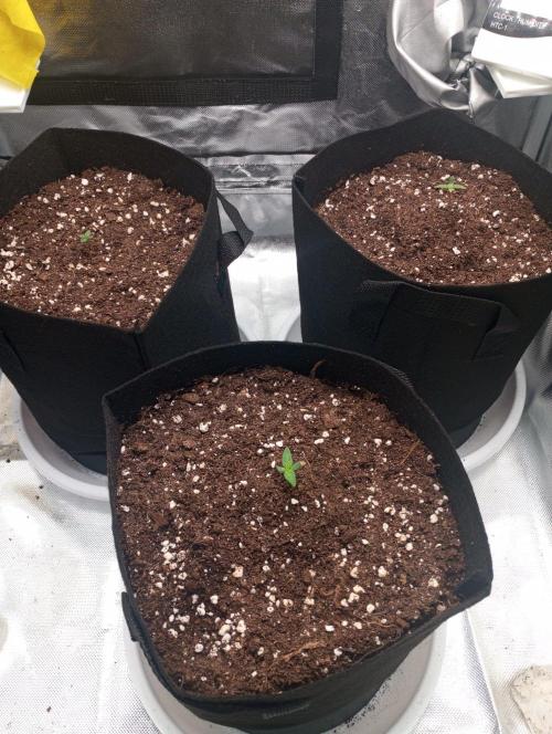 3 black domina feminizada. Week 1