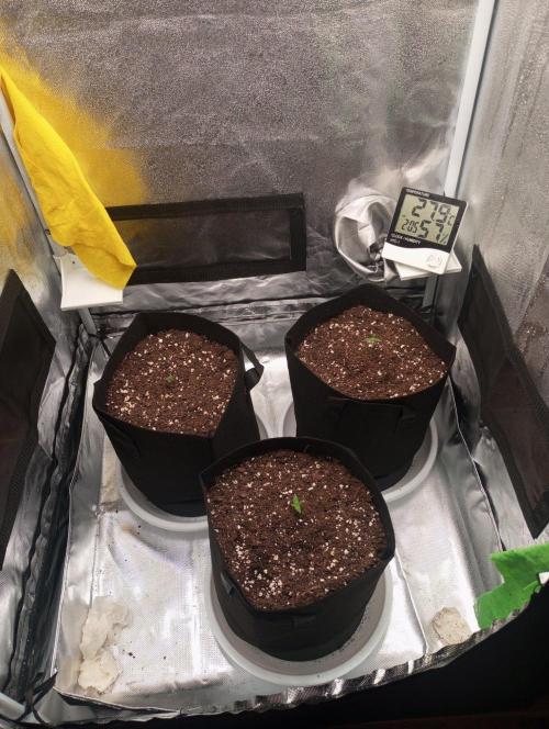 3 black domina feminizada. Week 1