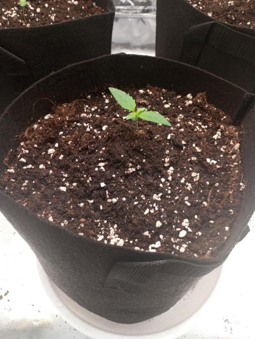 3 black domina feminizada. Week 1