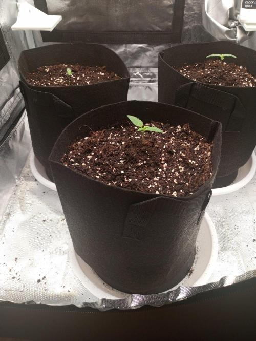 3 black domina feminizada. Week 1