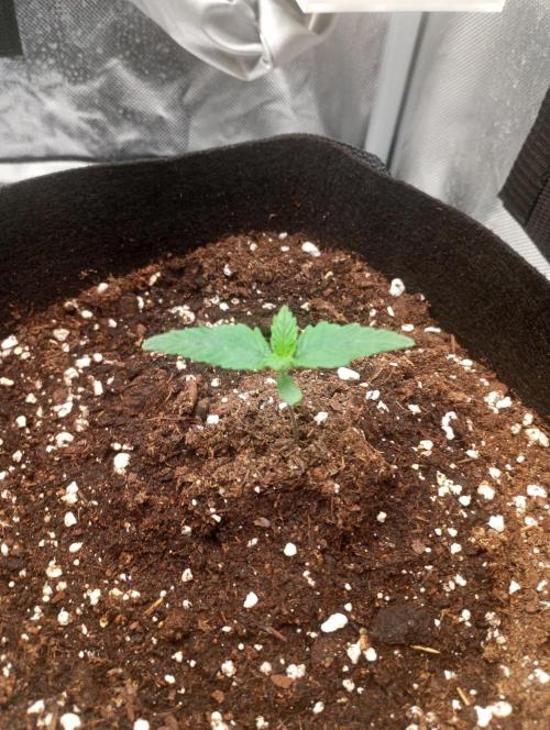 3 black domina feminizada. Week 1