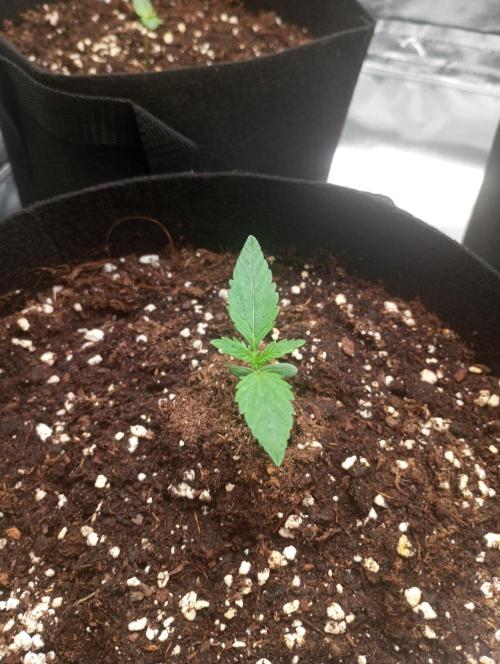 3 black domina feminizada. Week 1