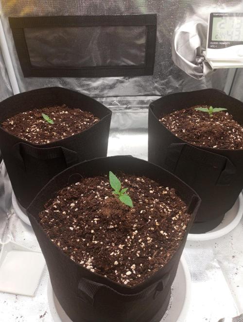 3 black domina feminizada. Week 1