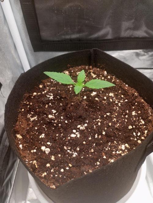 3 black domina feminizada. Week 1
