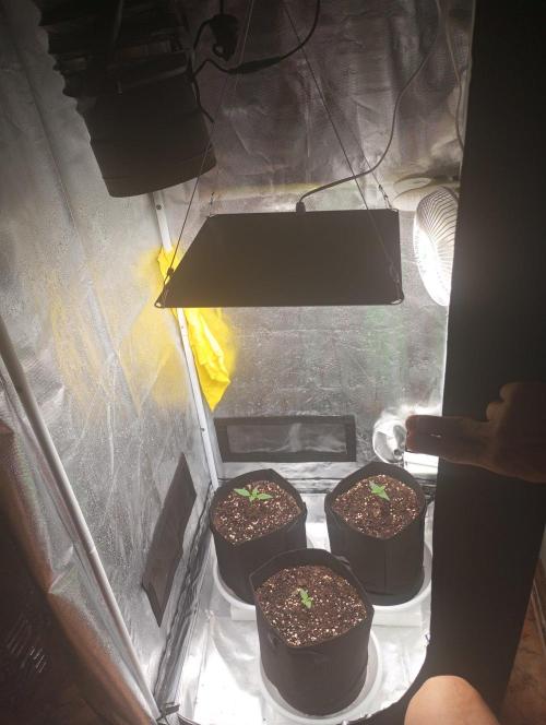 3 black domina feminizada. Week 1