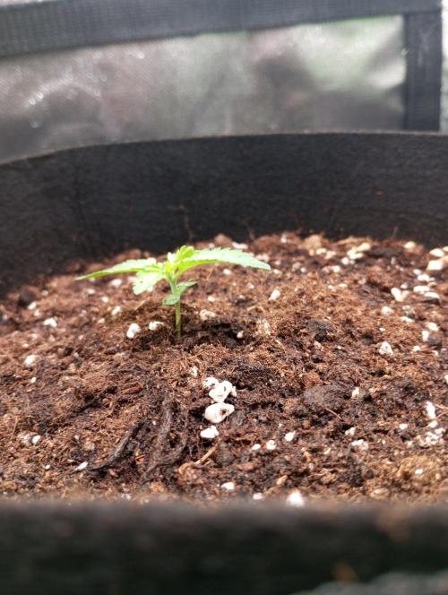 3 black domina feminizada. Week 1