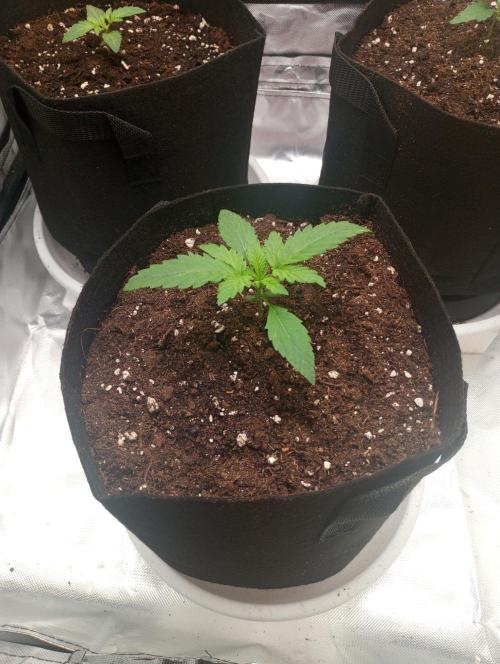 3 black domina feminizada. Week 2